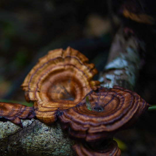 Reishi Mushroom for Dogs: Evidence-Informed Guide for UK Owners