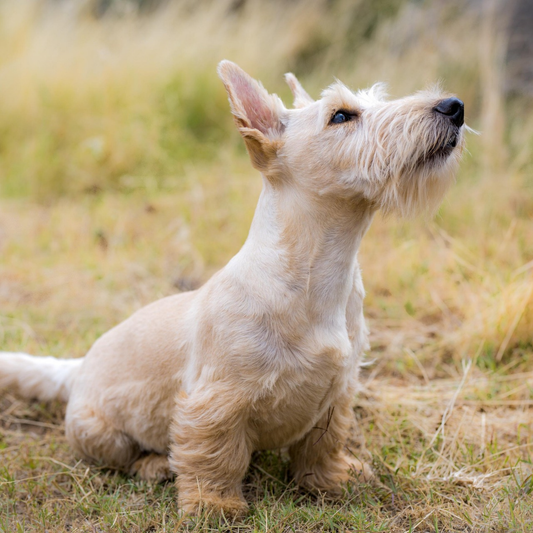 Cruciate Ligament in Dogs: Cranial Cruciate Ligament Disease (CCL/ACL) Complete UK Owner's Guide